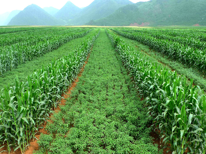 Maize & soybean production increases under Chinese inter-cropping technology